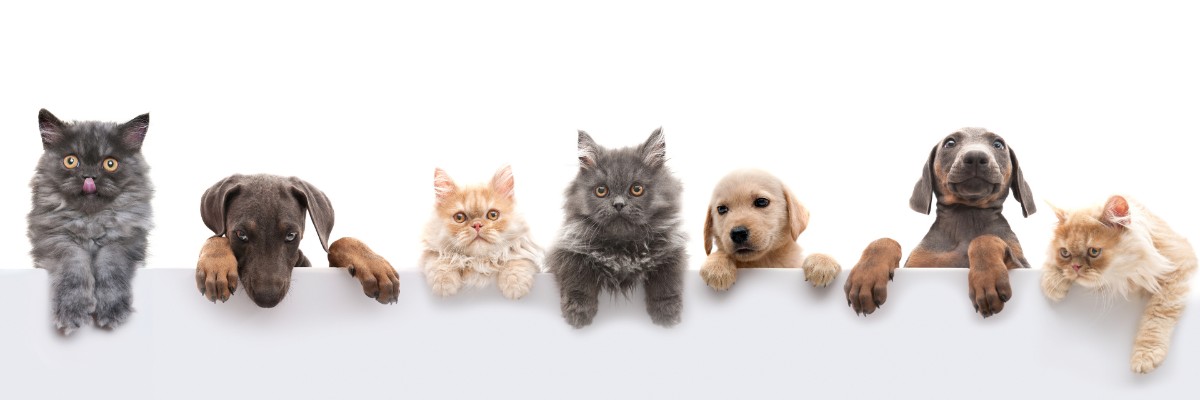 What Happens to My Pets if I pass?