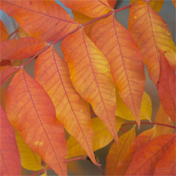 Orange leaves turning during fall.
