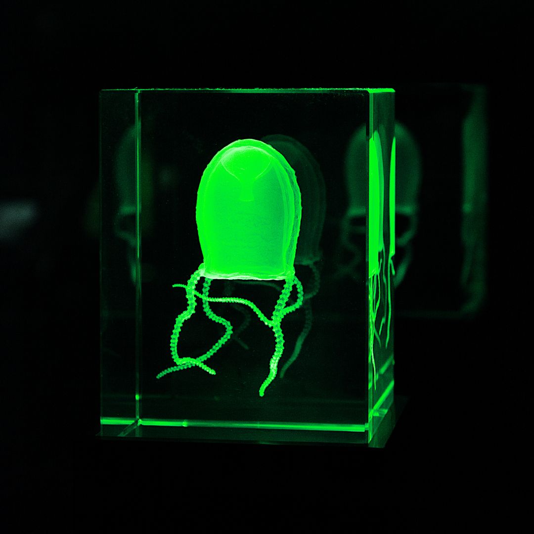3D subsurface engraving of a jellyfish.