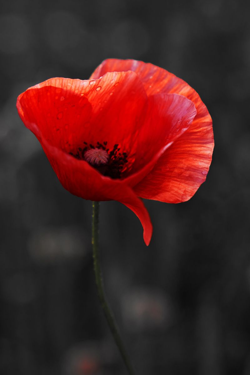 Remembrance Day red poppies flowers on black background.