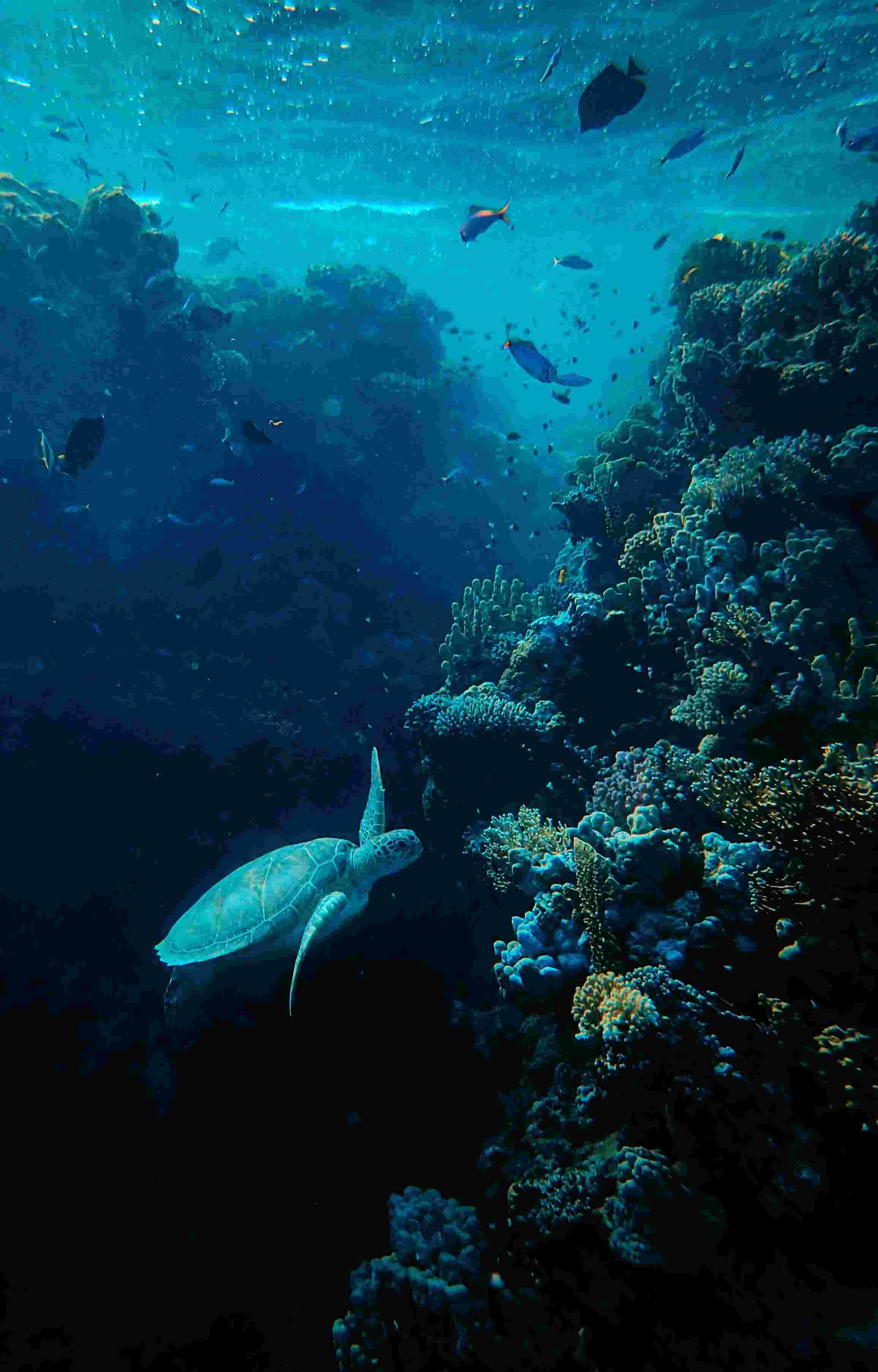 Sea turtle and fish swimming amongst a shallow water coral reef.