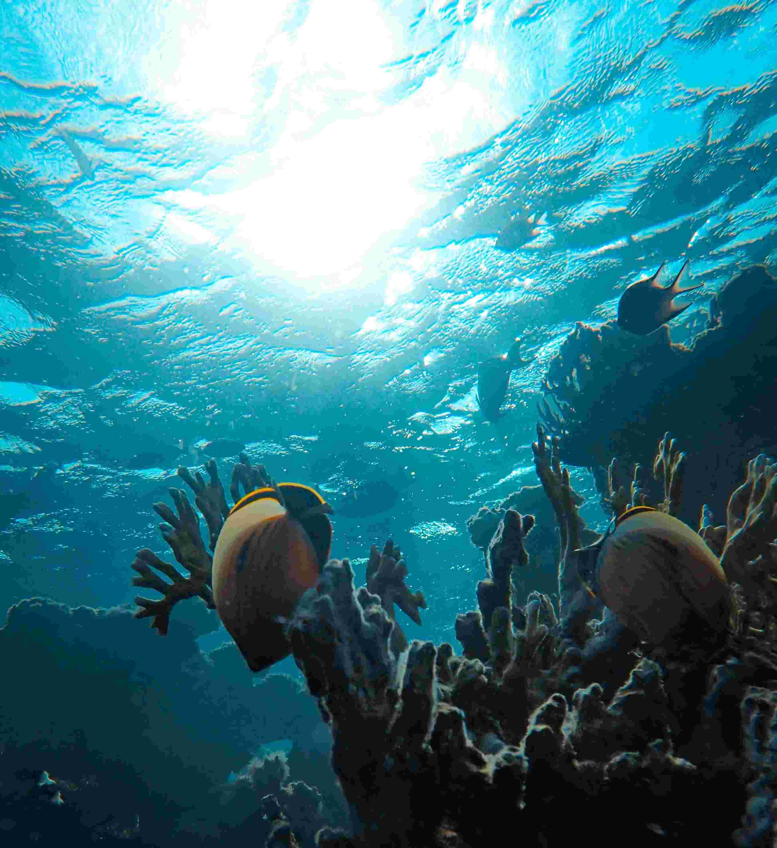 Coral reef image taken while looking up at the surface of the water.