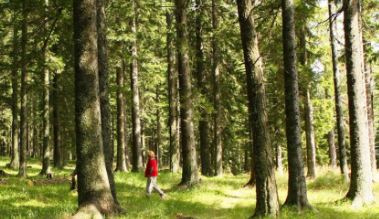 Person wearing a red shirt walking amongst the trees in a forest.