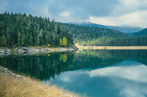 Placid lake with gorgeous pine forest backdrop.