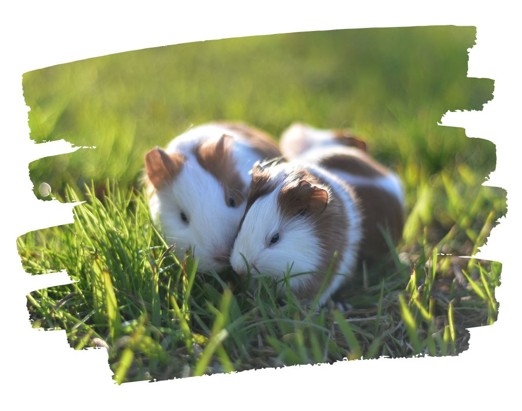 Guinea pigs frolicking in the grass.