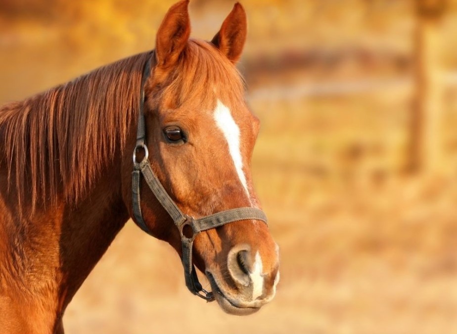 Brown horse.