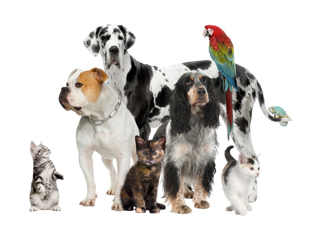 Multiple pets photoshopped together including dogs, cats, and birds.