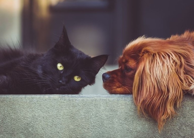 Black cat and dog lay together on the front porch.
