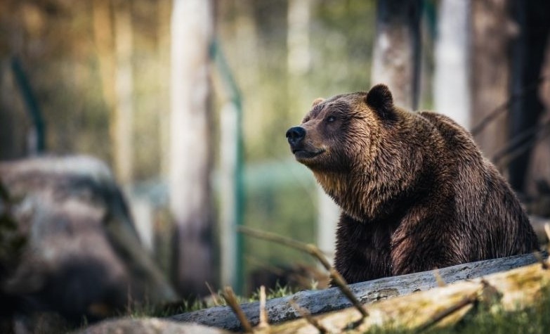 Bear standing amongst the trees.